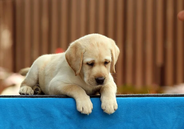 Mavi bir arka planda tatlı Labrador köpek yavrusu — Stok fotoğraf