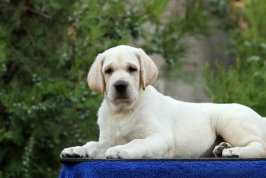 mavi bir arka plan üzerinde bir labrador köpek yavrusu