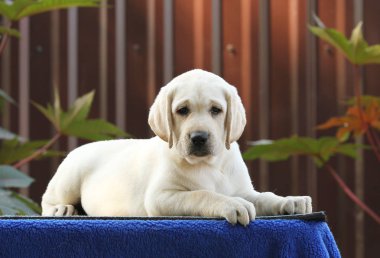 mavi bir arka planda tatlı Labrador köpek yavrusu