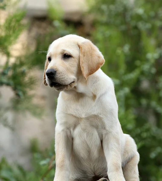 Een mooie Labrador puppy portret — Stockfoto