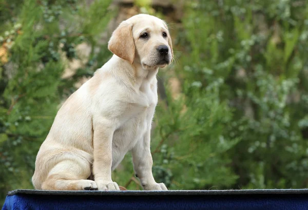 Cachorro labrador em um fundo azul — Fotografia de Stock