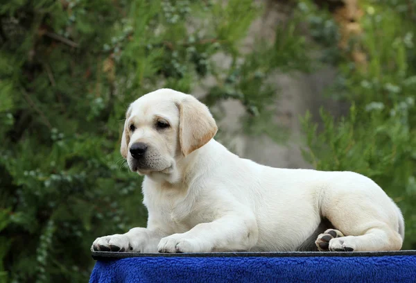 Szczeniak labrador na niebieskim tle — Zdjęcie stockowe