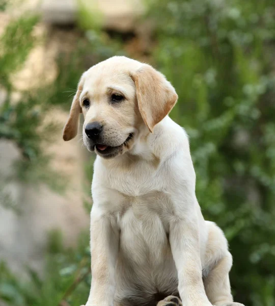 漂亮的拉布拉多小狗肖像 — 图库照片