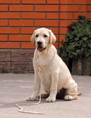 parkta sarı labrador