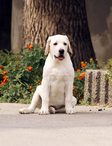 A sweet yellow labrador in the park — Stock Photo, Image