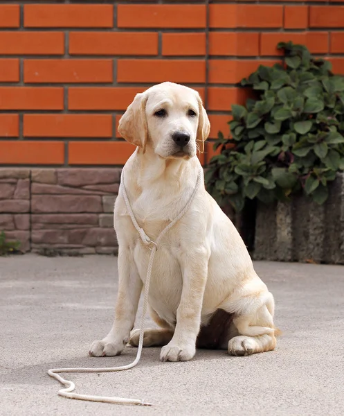 The yellow labrador in the park — Stock Photo, Image