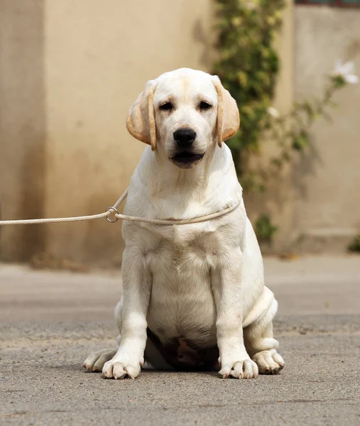 Yellow labrador in the park — Stock Photo, Image