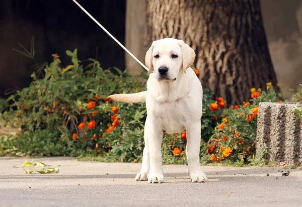 Süßer gelber Labrador im Park — Stockfoto