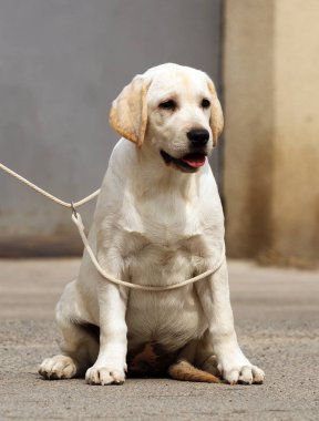 parkta sevimli tatlı sarı labrador