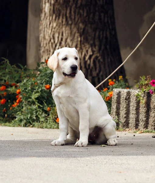 A sweet yellow labrador in the park — Stock Photo, Image