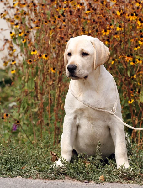 En söt söt gul Labrador i parken — Stockfoto