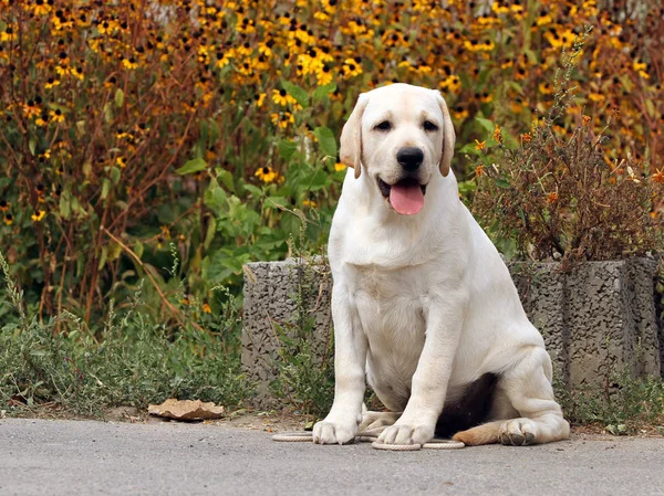Parkta sevimli tatlı sarı labrador — Stok fotoğraf