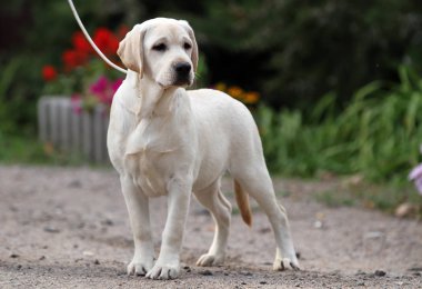 parkta güzel tatlı sarı labrador