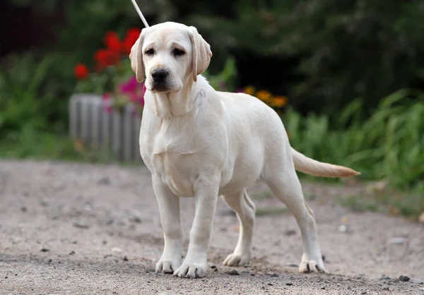 En söt gul labrador i parken — Stockfoto