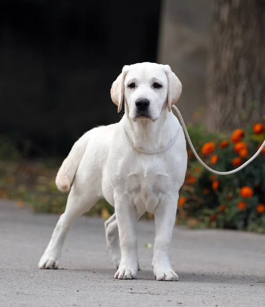 Um labrador amarelo doce agradável no parque — Fotografia de Stock