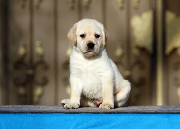 Piccolo Cucciolo Labrador Sfondo Blu — Foto Stock