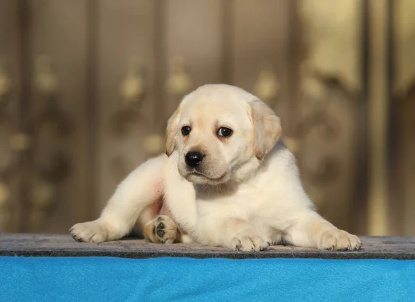 Little Labrador Puppy Blue Background — Stock Photo, Image