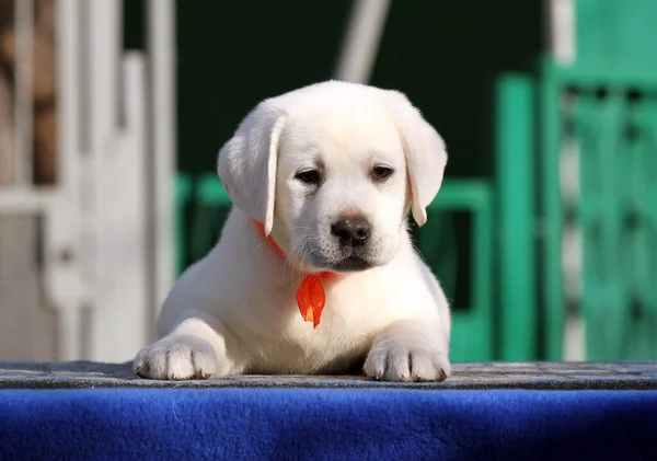 Nice Little Labrador Puppy Blue Background — Stock Photo, Image