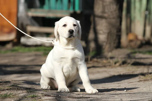 Een Gele Labrador Die Het Park Speelt — Stockfoto