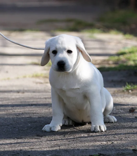 Der Gelbe Labrador Spielt Park — Stockfoto