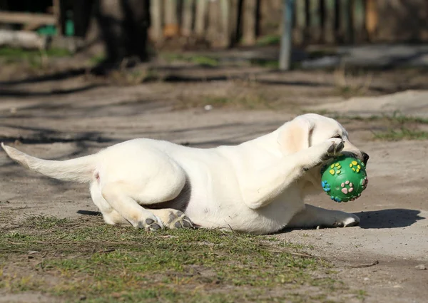 Yellow Labrador Playing Park — Stock Photo, Image