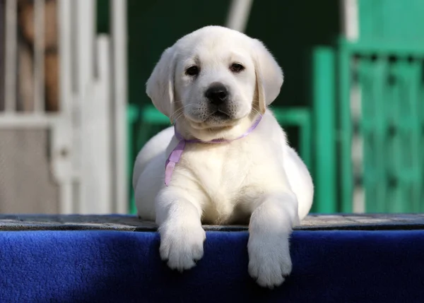 Pequeño Cachorro Labrador Sobre Fondo Azul —  Fotos de Stock