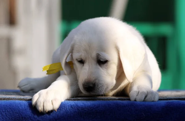 蓝色背景的漂亮的小拉布拉多犬 — 图库照片