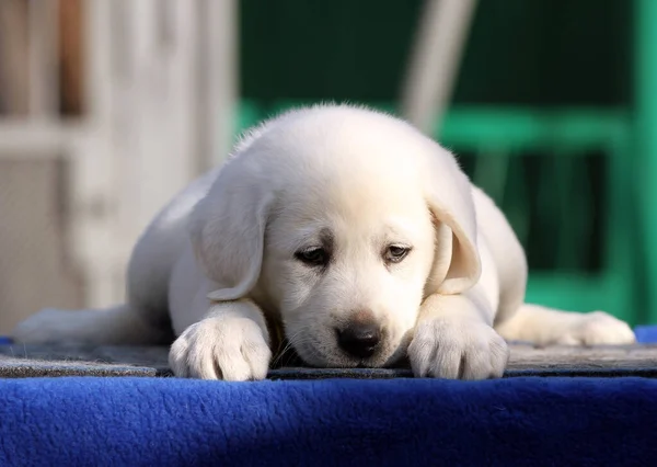 Mavi Arka Planda Küçük Şirin Labrador Köpek Yavrusu — Stok fotoğraf