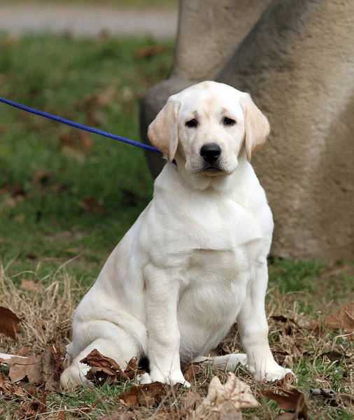 Žlutý Labrador Hrající Parku — Stock fotografie