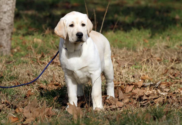 Yellow Labrador Playing Park — Stock Photo, Image