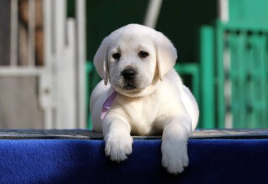 Parkta oynayan sevimli sarı labrador.