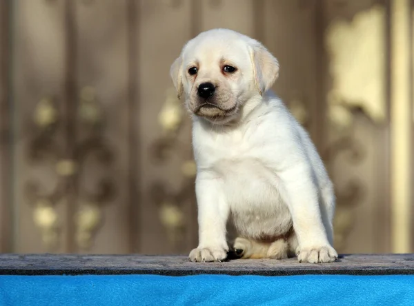 Labrador Amarelo Agradável Que Joga Parque — Fotografia de Stock