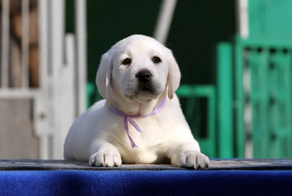 Güzel Sarı Labrador Parkta Oynuyor — Stok fotoğraf