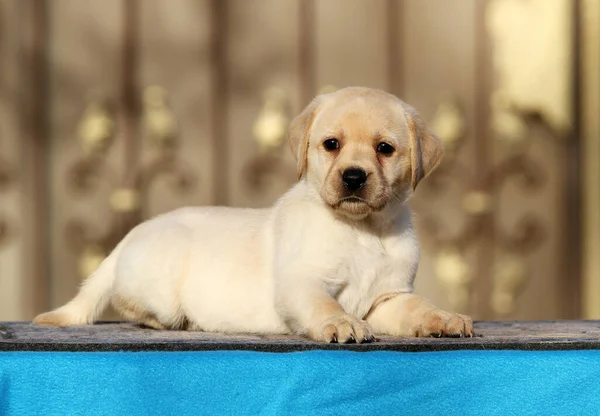 Mavi Arka Planda Küçük Labrador Köpeği — Stok fotoğraf