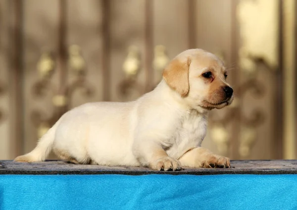 Filhote Cachorro Pequeno Labrador Fundo Azul — Fotografia de Stock