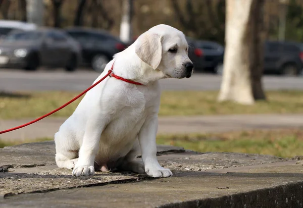 Yellow Labrador Playing Park — Stock Photo, Image