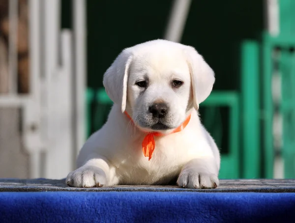 Szép Kis Labrador Kiskutya Egy Kék Háttér — Stock Fotó