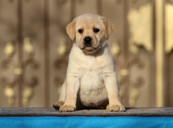 Mały Szczeniaczek Labrador Niebieskim Tle — Zdjęcie stockowe