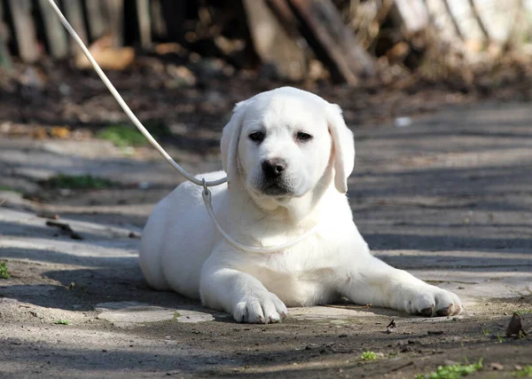 Een Gele Labrador Die Het Park Speelt — Stockfoto