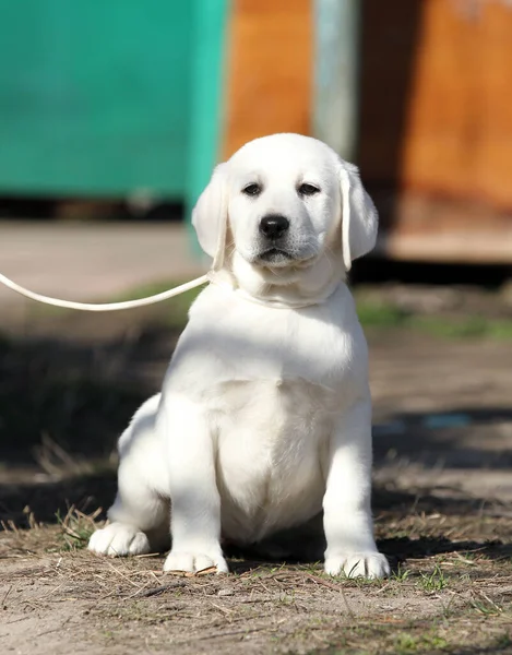 Yellow Labrador Playing Park — Stock Photo, Image