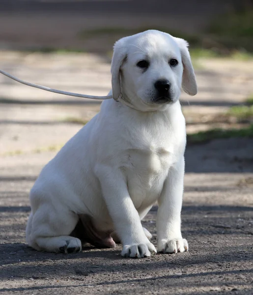 Beau Labrador Jaune Jouant Dans Parc — Photo