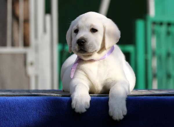 青い背景に小さなラブラドールの子犬 — ストック写真