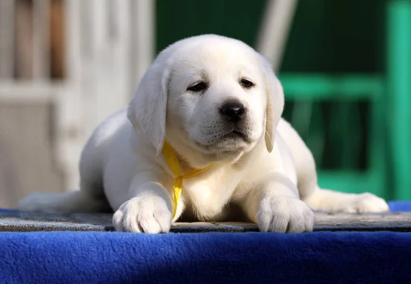 Pěkný Malý Labrador Štěně Modrém Pozadí — Stock fotografie