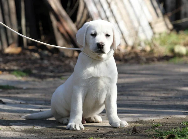 Gul Labrador Spelar Parken — Stockfoto