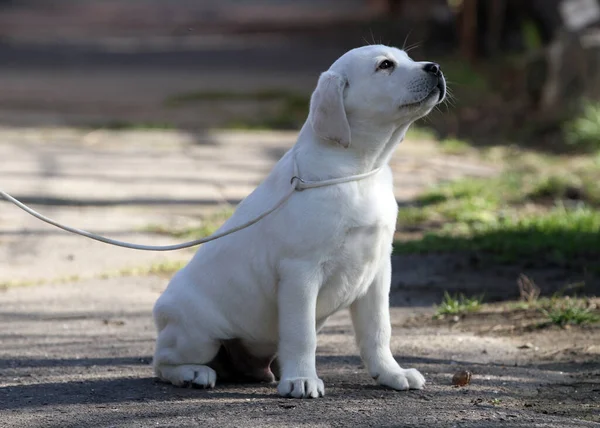 Den Gula Labrador Som Leker Parken — Stockfoto