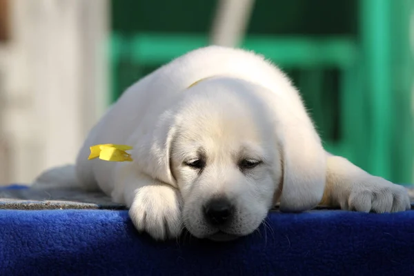 Mavi Arka Planda Küçük Tatlı Bir Labrador Köpeği — Stok fotoğraf