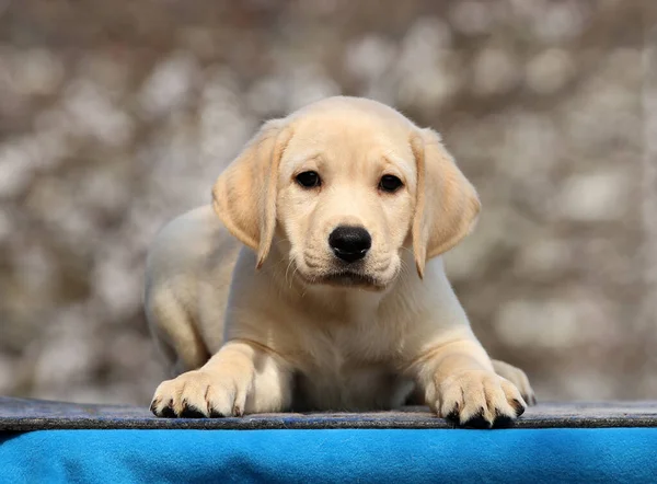 蓝色背景的可爱的小拉布拉多小狗 — 图库照片