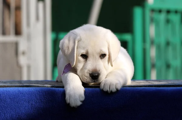 Mavi Arka Planda Küçük Tatlı Labrador Köpeği — Stok fotoğraf
