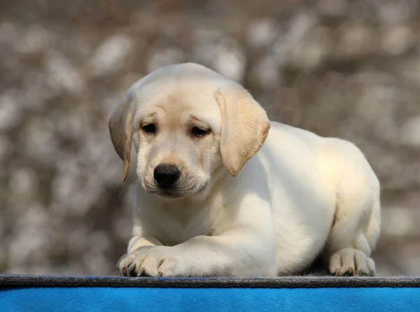 蓝色背景的漂亮的小拉布拉多小狗 — 图库照片