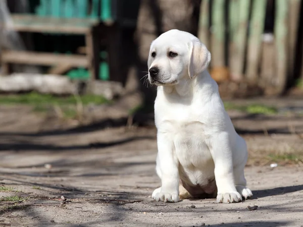 春天公园里的一只黄色拉布拉多犬 — 图库照片